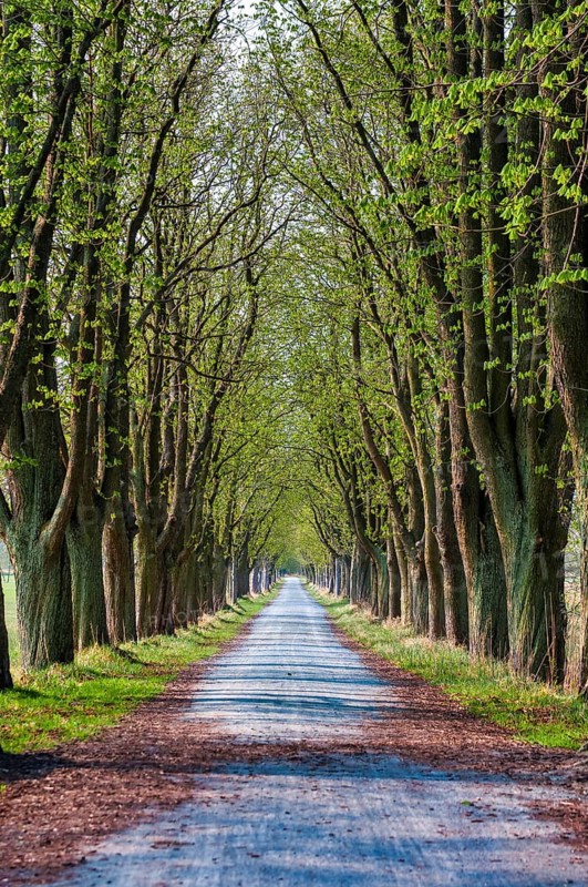 Chestnut avenue in early spring