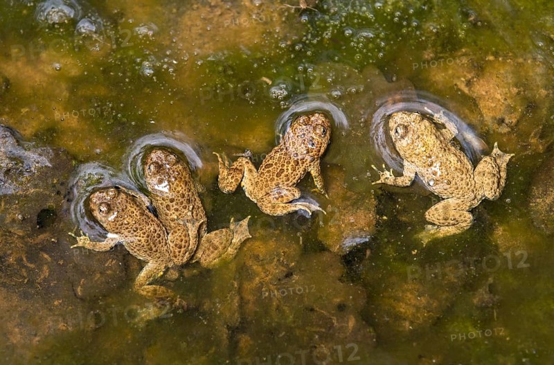 Group of young yellow-bellied toads