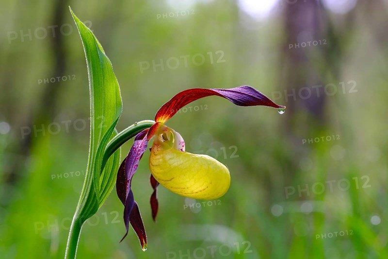 Yellow lady's slipper orchid