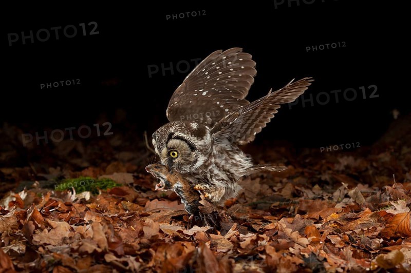 Tengmalm's owl