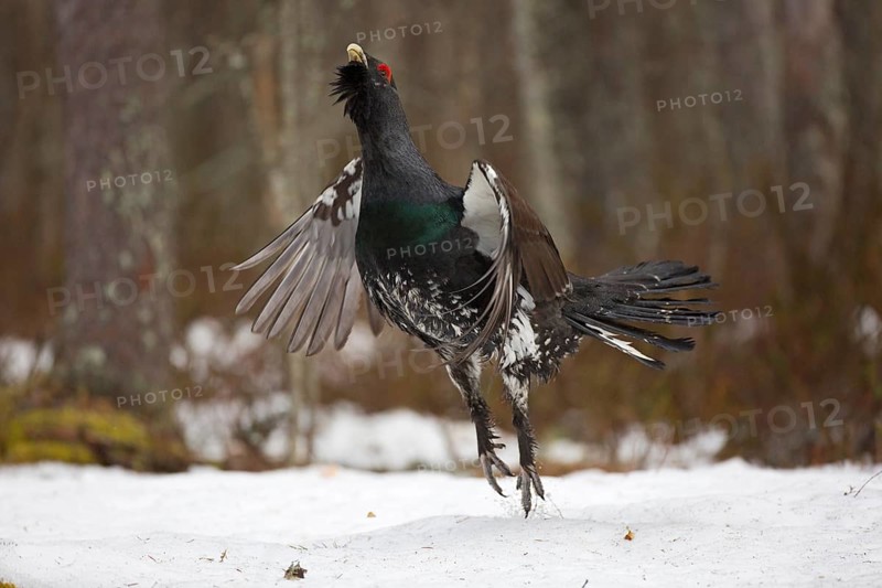 Western capercaillie