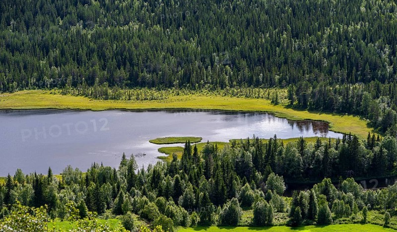 Wooded lakeshore