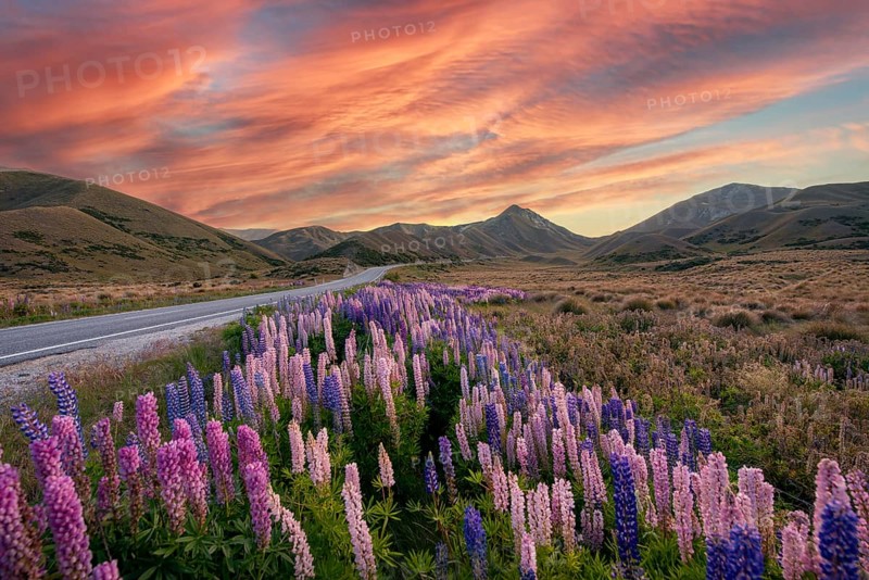Variegated lupines