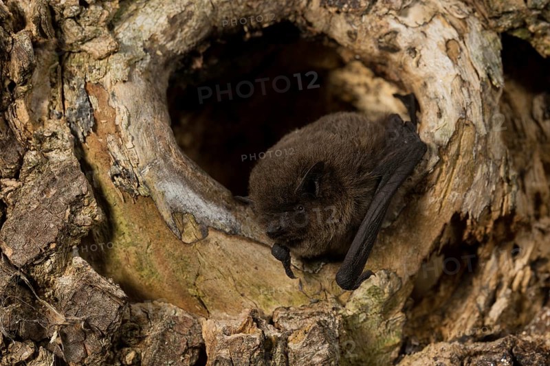 Nathusius's pipistrelle