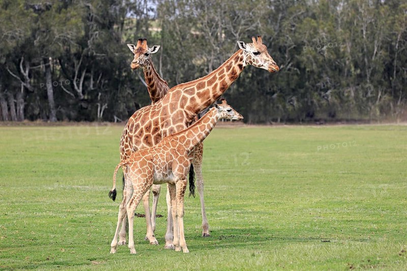 Rothschild's giraffe