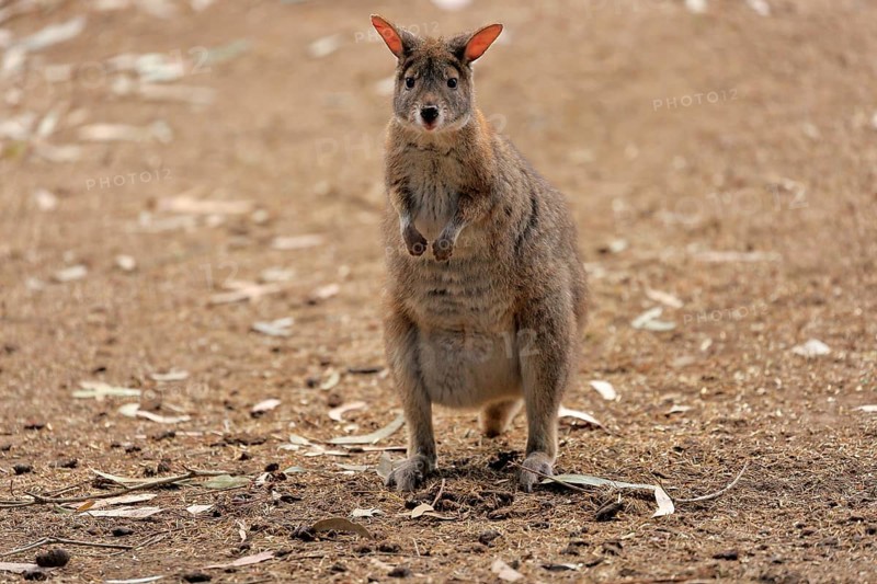 Red-necked pademelon