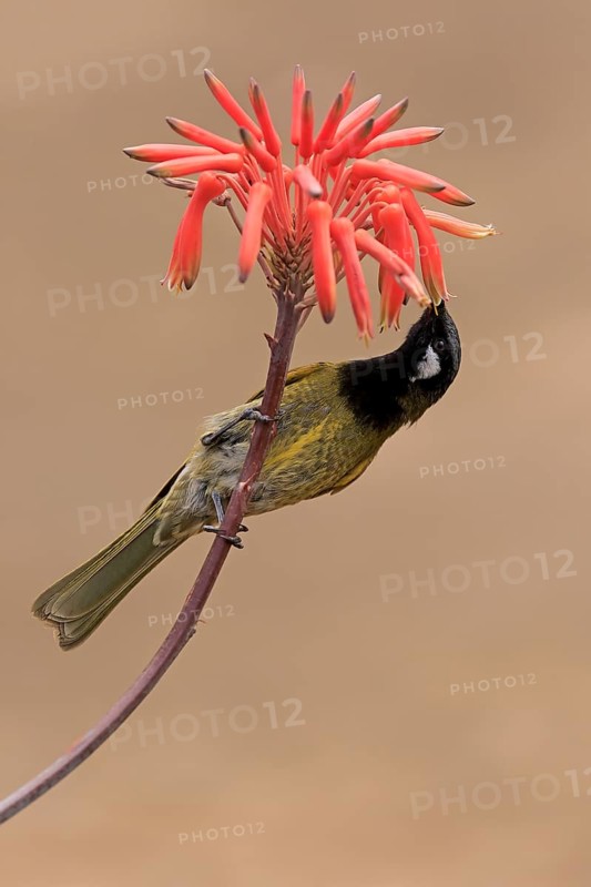 Black-throated Honeyeater