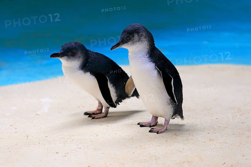 Little penguin