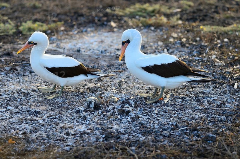 Nazca booby