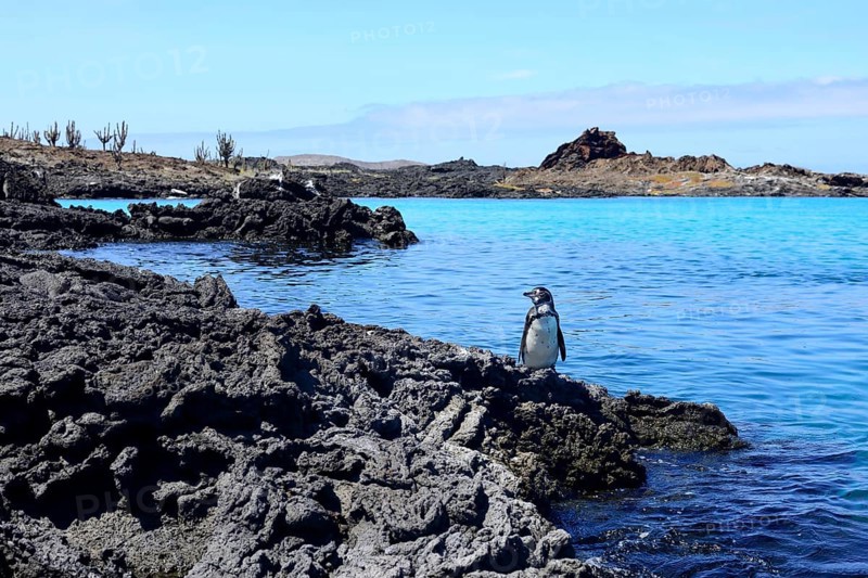 Galapagos Penguin