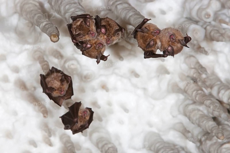 Greater horseshoe bats