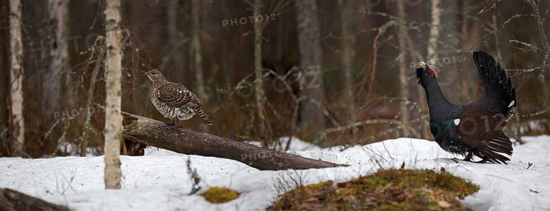 Western capercaillie