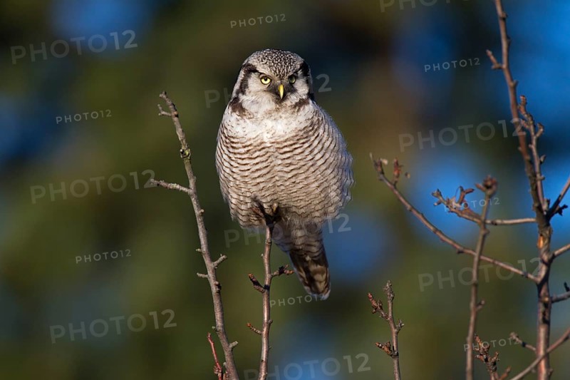 Northern Hawk Owl