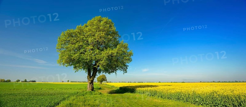 Cultural landscape in spring