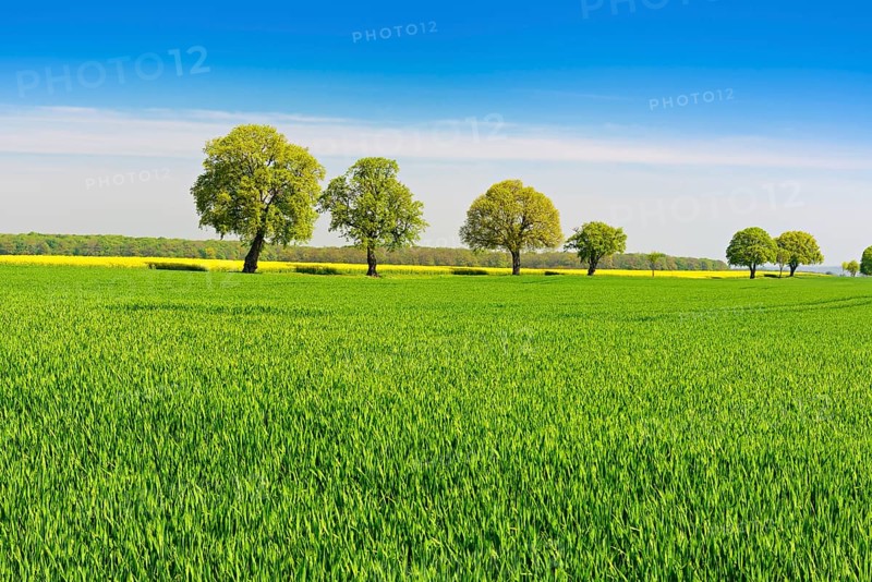 Cultivated landscape in spring