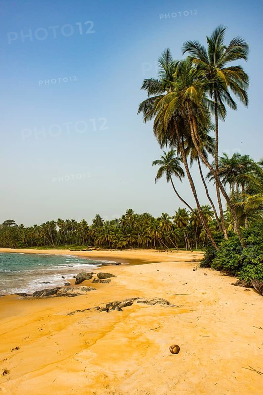 Palm trees on the sandy beach in Neekreen near Buchanan