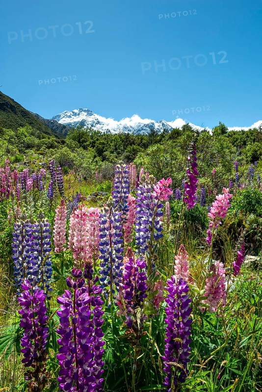Purple Multileaved Lupines