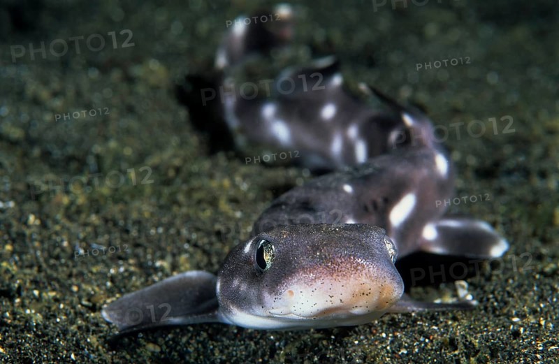 Whitespotted bamboo shark