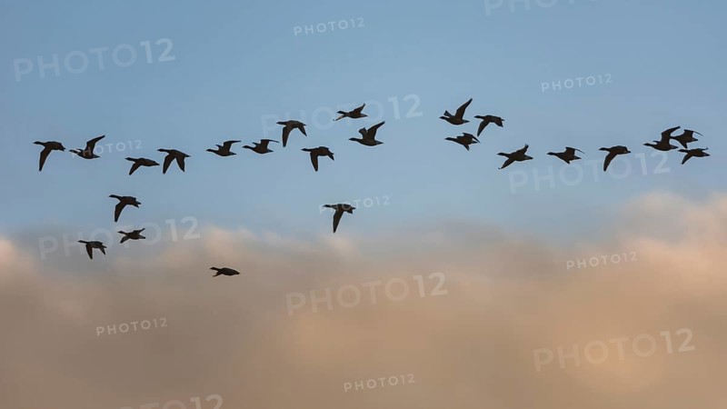 Brent Geese