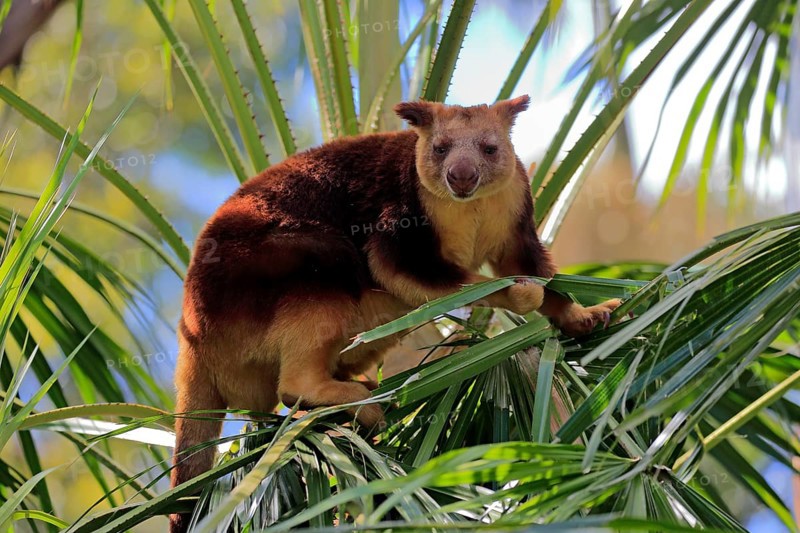 Goodfellow tree kangaroo