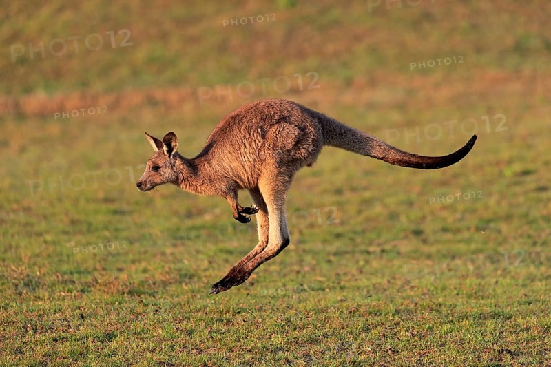 Eastern grey kangaroo