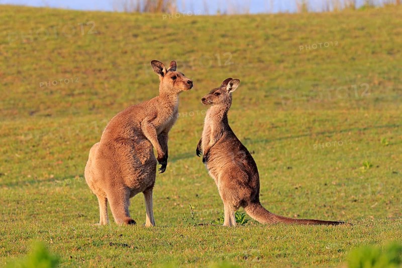 Eastern grey kangaroo