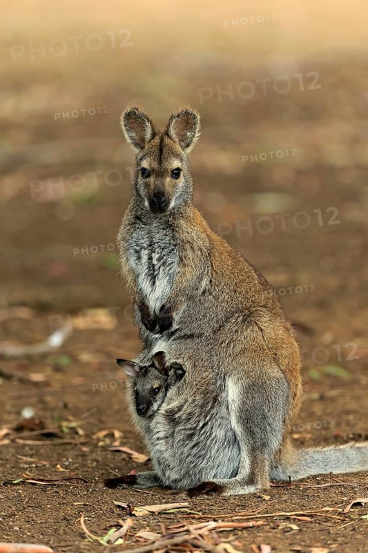Red-necked wallaby