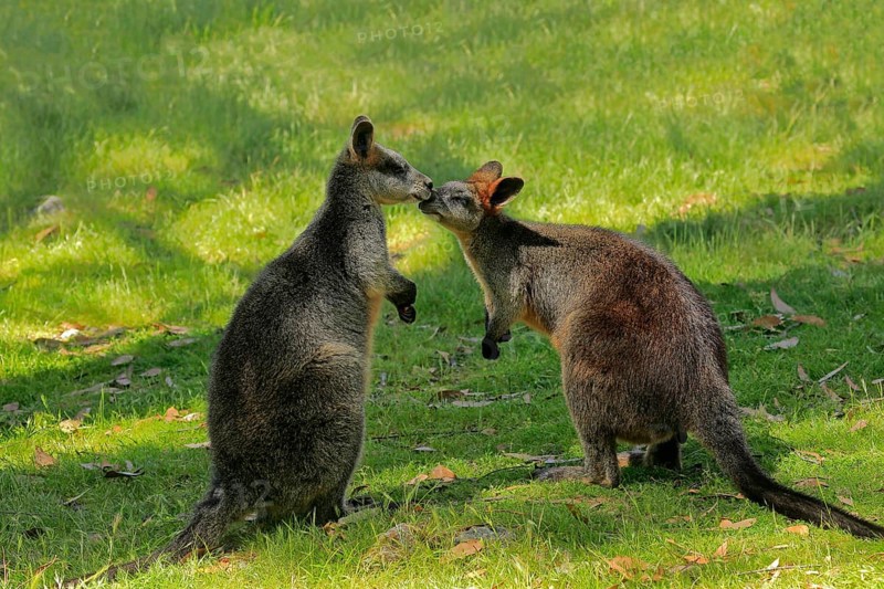 Swamp wallaby
