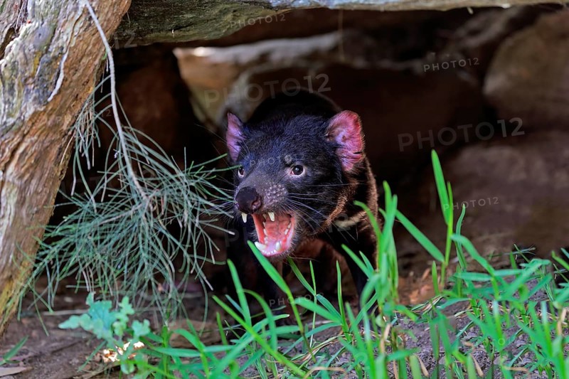 Tasmanian devil