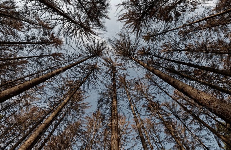 Dead spruce