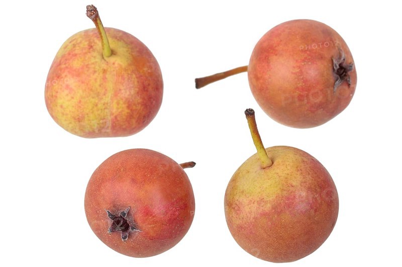 Pear variety Summerblood pear