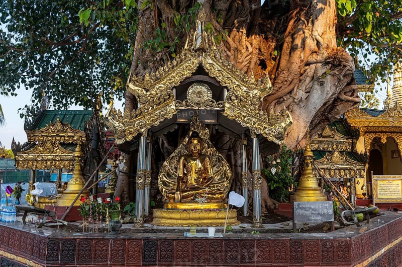 Buddhas in a Banyan tree