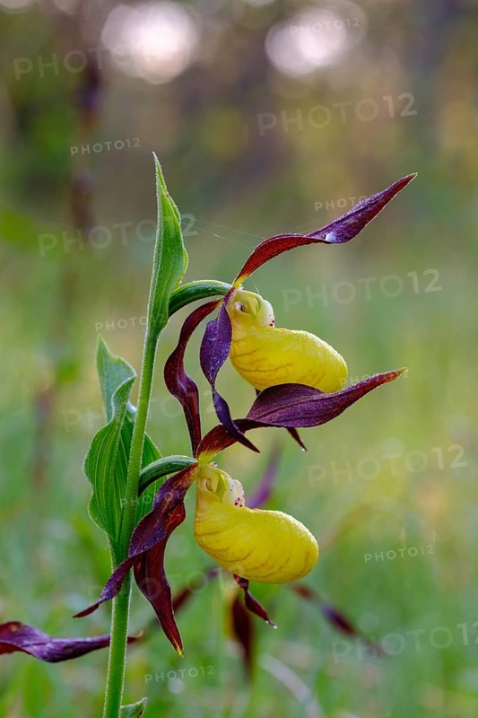 Yellow lady's slipper orchid