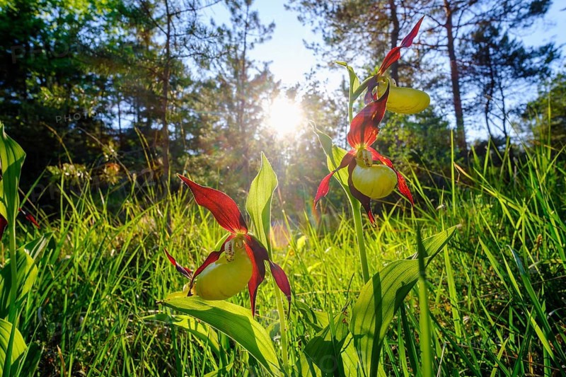 Yellow lady's slipper orchid