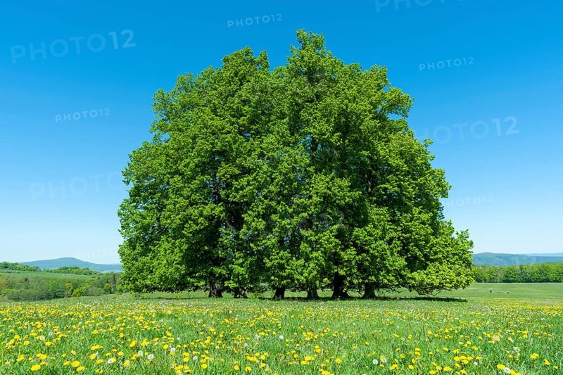 Linden trees