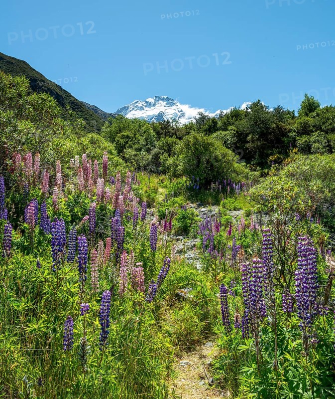 Walking path through lupines