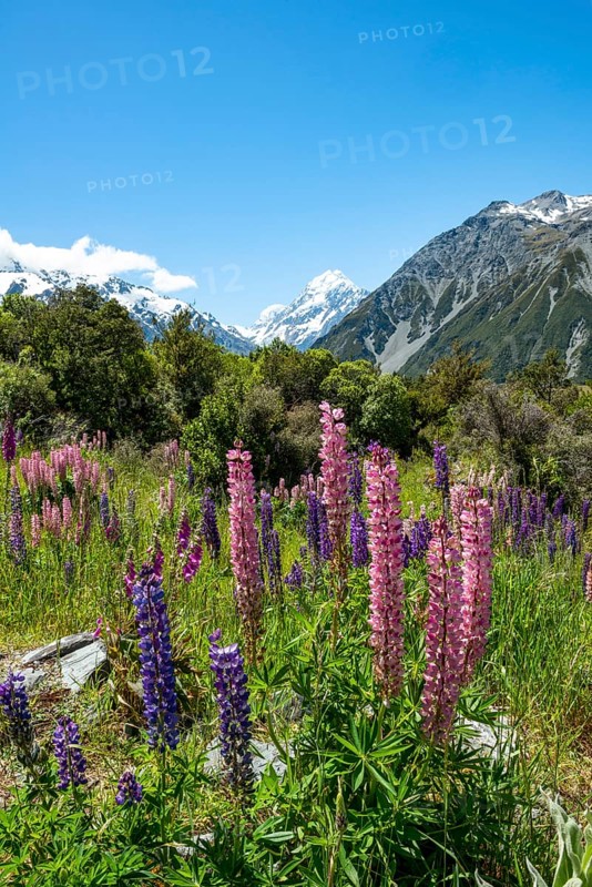 Purple multileaved lupines