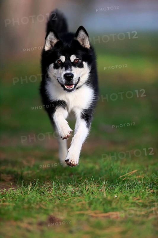 Alaskan Malamute