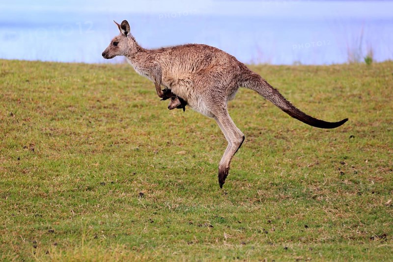 Eastern grey kangaroo