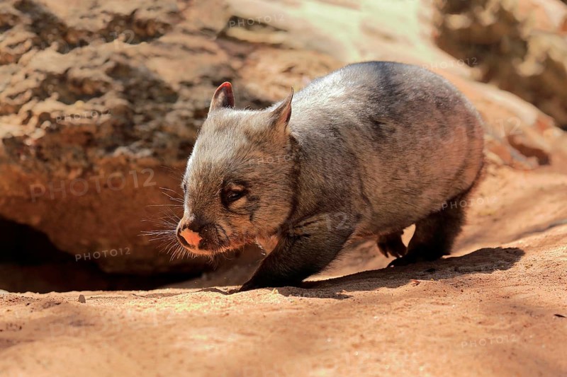 Southern hairy-nosed wombat