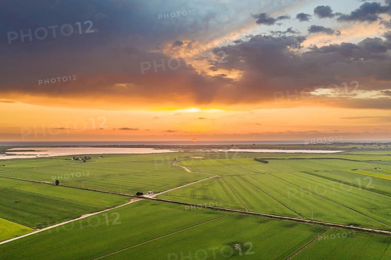 Rice fields