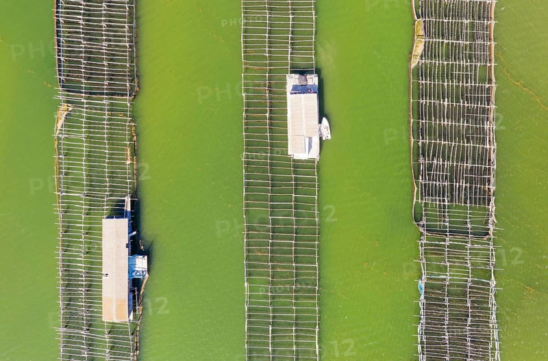Mussel and oyster farming in the Bahia del Fangar