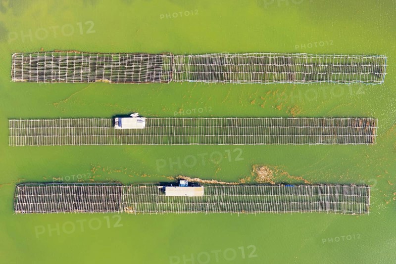Mussel and oyster farming in the Bahia del Fangar