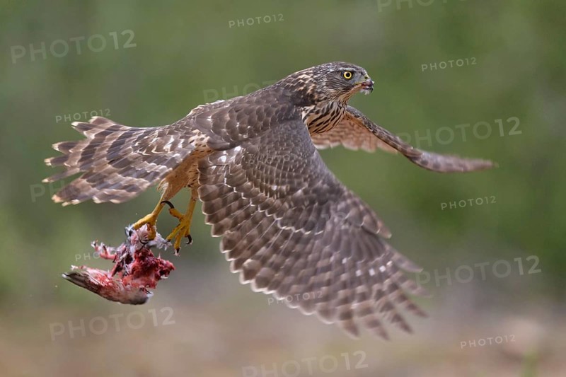 Northern goshawk