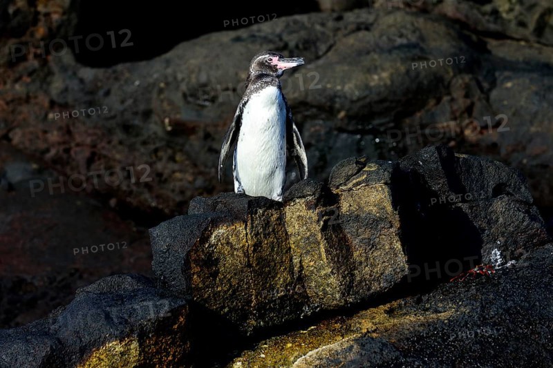 Galapagos Penguin