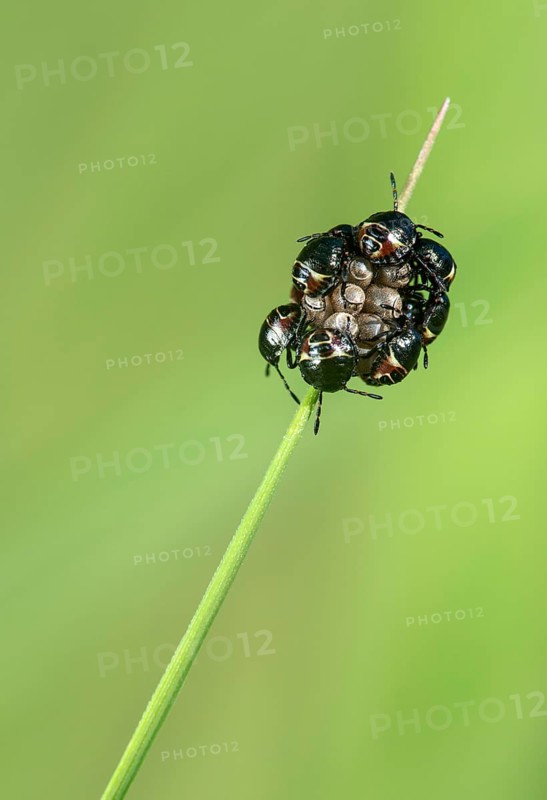Clutches of freshly hatched nymphs of the northern fruit bug
