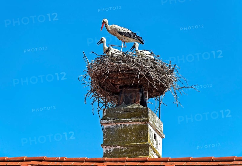 White stork family with three young in the nest