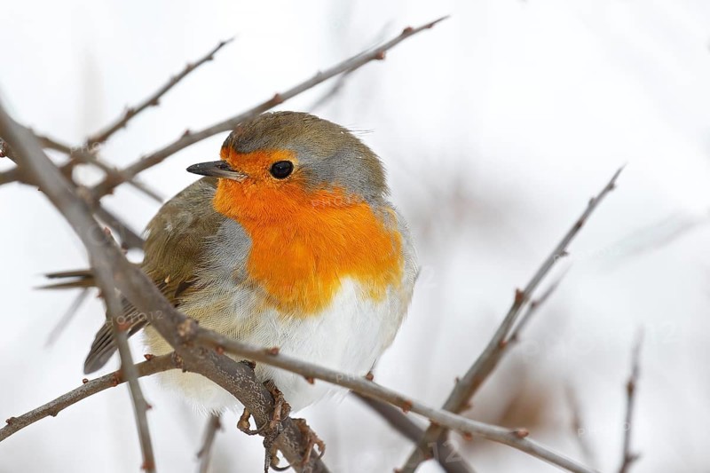European robin