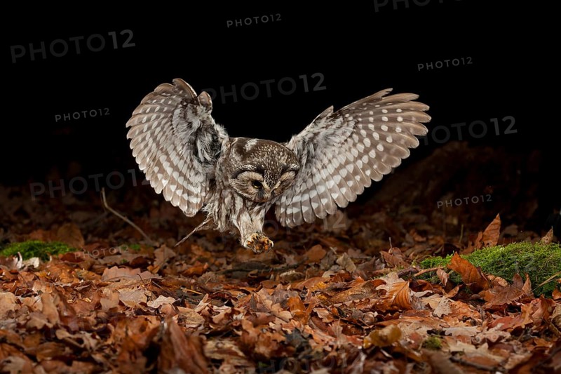 Tengmalm's owl