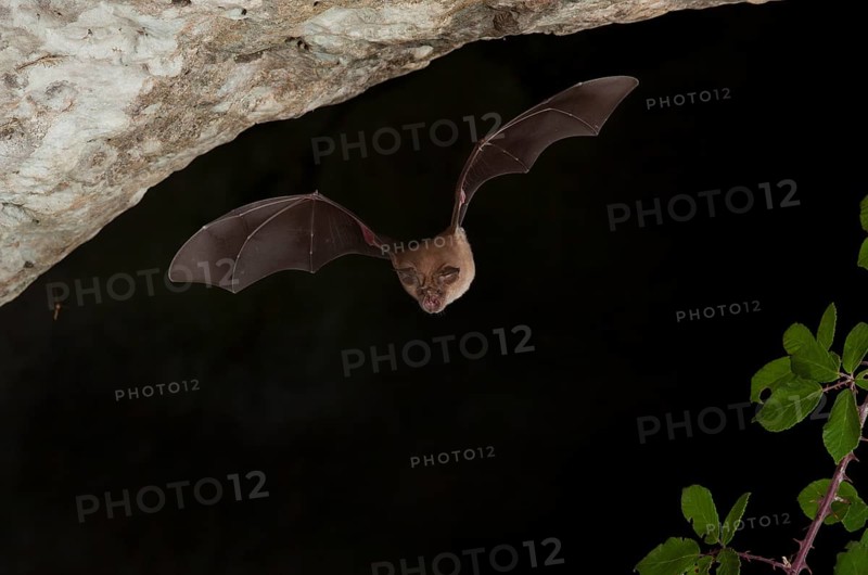 Greater horseshoe bats